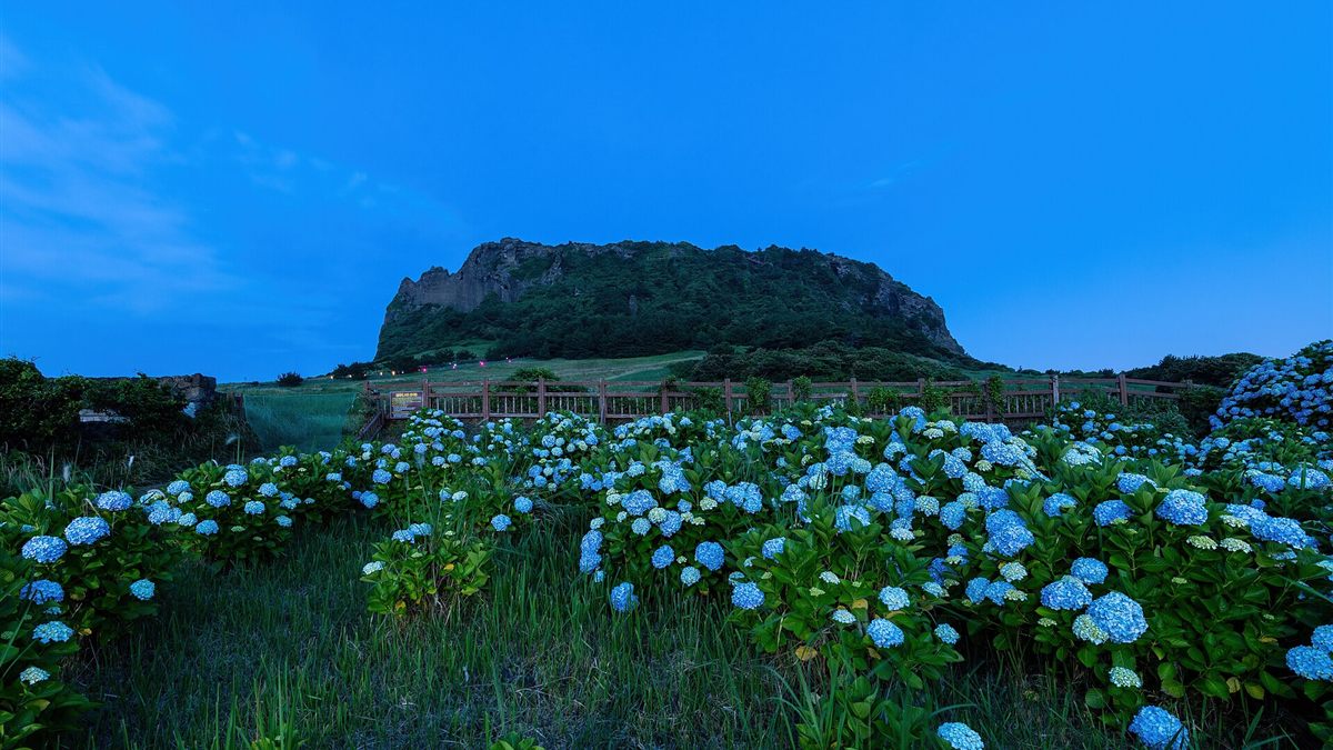 Seongsan Ilchulbong's green slopes and cliffs at blue hour, with blue hydrangeas in the foreground